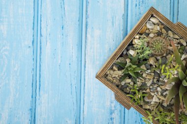 Mavi bir arka plan üzerinde bir ahşap kutu bitkilerde