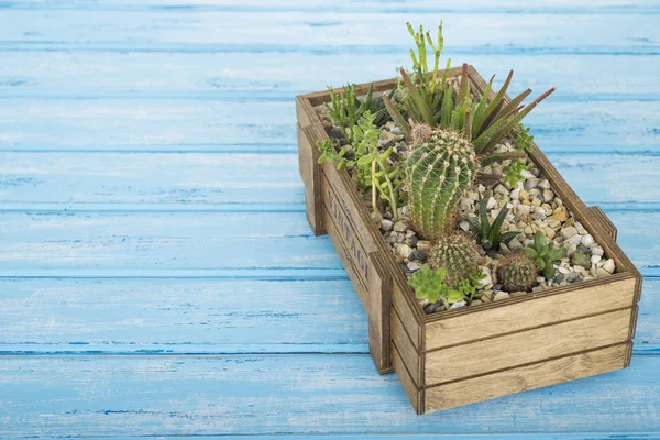 Plants in a wooden box on a blue background