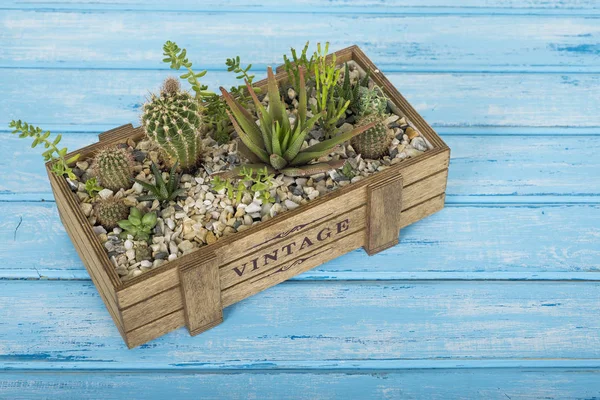 Plants in a wooden box on a blue background