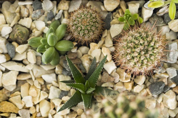 Plants in a wooden box on a blue background