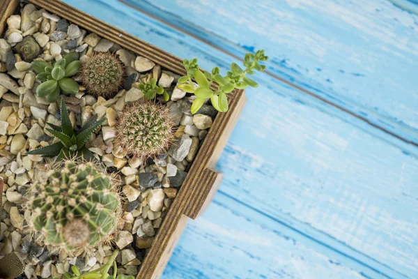 Mavi bir arka plan üzerinde bir ahşap kutu bitkilerde