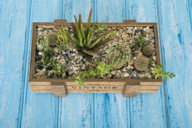 Mavi bir arka plan üzerinde bir ahşap kutu bitkilerde