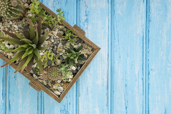 Mavi bir arka plan üzerinde bir ahşap kutu bitkilerde