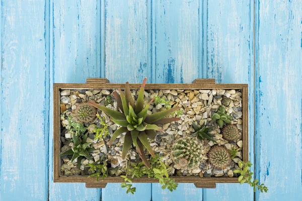 Mavi bir arka plan üzerinde bir ahşap kutu bitkilerde
