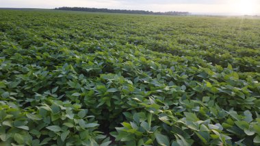 Yeşil olgunlaşmış soya tarlası, tarım arazisi. İHA.