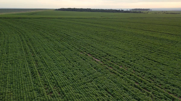 Green ripening soybean field, agricultural landscape. Drone.