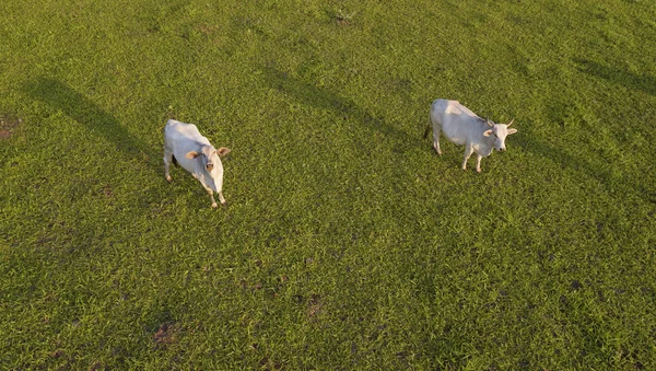 Cattle Looking Drone — Stock Photo, Image