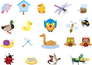  Kuşlar ve Böcekler Yusufçuk 