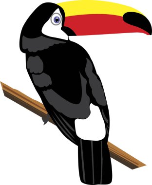 Toucan Kuş Afrika Güzel 