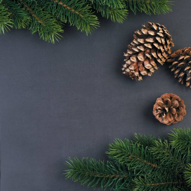 Çam dalları ve koniler siyah arka plan üzerine. Kare şablonu için tebrik kartı