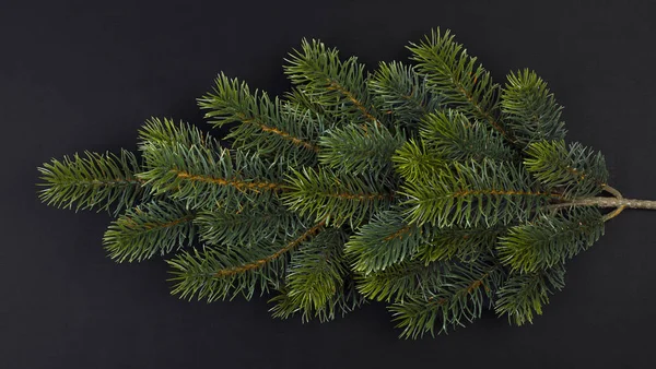 Fir branch — Stock Photo, Image