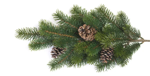 Fir branches with cones — Stock Photo, Image