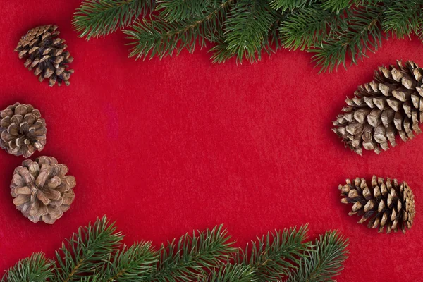 Christmas fir branch — Stock Photo, Image