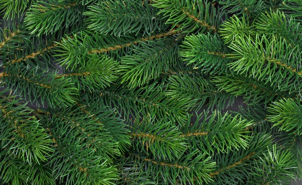 Textura ramos de árvores peludas — Fotografia de Stock