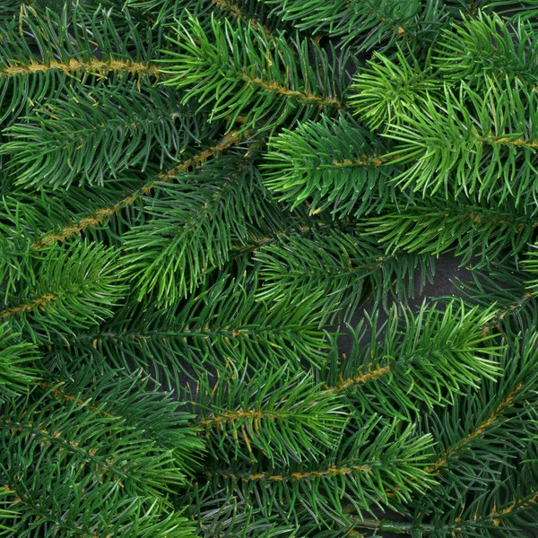 Textura ramos de árvores peludas — Fotografia de Stock