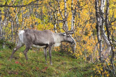 sonbahar ormandaki yabani geyik