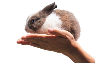 sevimli tavşan kadın elinde oturur