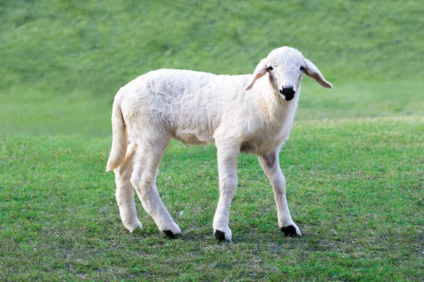 Weißes Lamm Weidet Auf Einer Grünen Wiese — Stockfoto