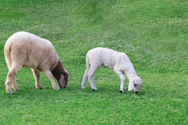 Zwei Junge Schafe Grasen Auf Einer Grünen Wiese — Stockfoto
