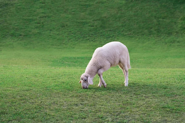 Junge Schafe Grasen Auf Einer Grünen Wiese — Stockfoto