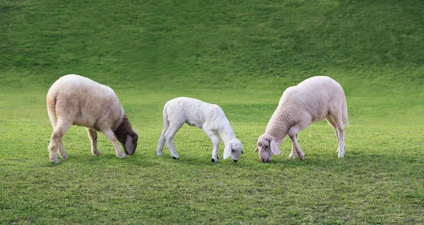 Jeunes Moutons Pâturant Sur Une Prairie Verte — Photo