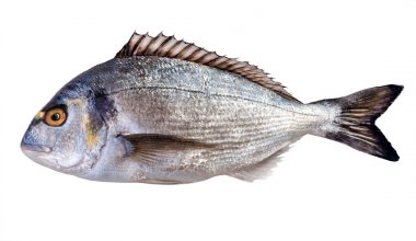 Beyaz arka plan üzerinde Dorada balık. Stüdyo vurdu