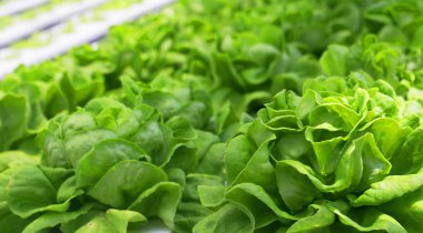 Genç marul yataklar sera içinde