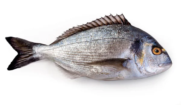 Ikan Dorada Dengan Salad Piring Putih Rekaman Studio — Stok Foto