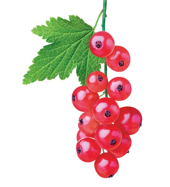 Bunch Red Currants White Background — Stock Photo, Image