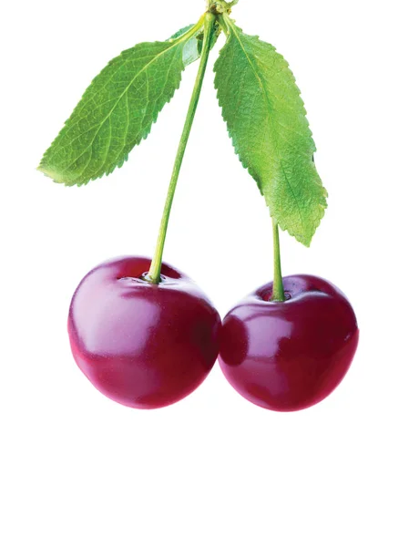 Bunch Cherries White Background — Stock Photo, Image