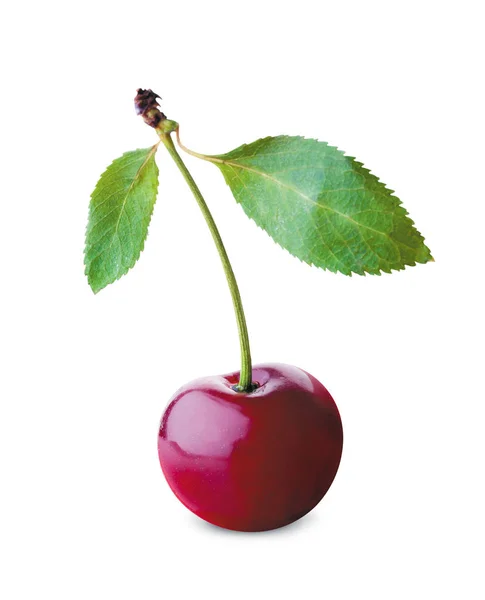 Salah Satu Cherry Dengan Latar Belakang Putih — Stok Foto