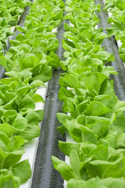 Salade Grond Tuin Plaatsen — Stockfoto