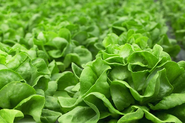 Feuilles Salade Vertes Fraîches Gros Plan Texture Salade — Photo