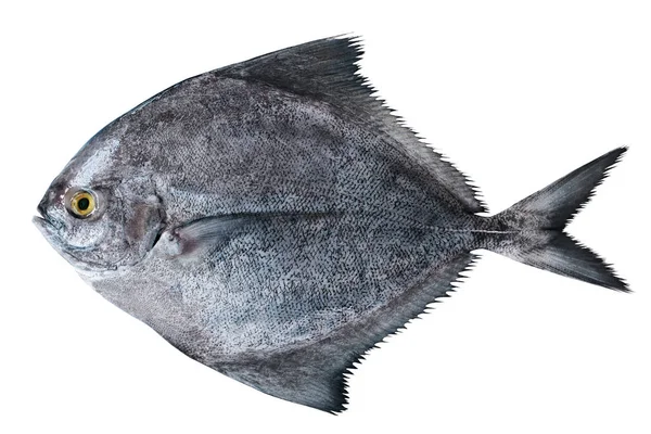 Крупный План Черной Рыбы Белом Фоне — стоковое фото