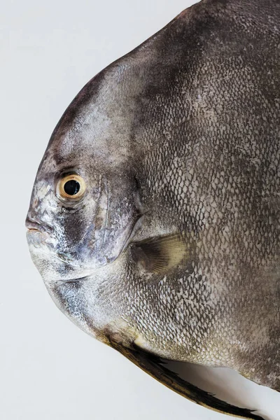 Close Dari Ikan Hitam Pada Latar Belakang Putih — Stok Foto