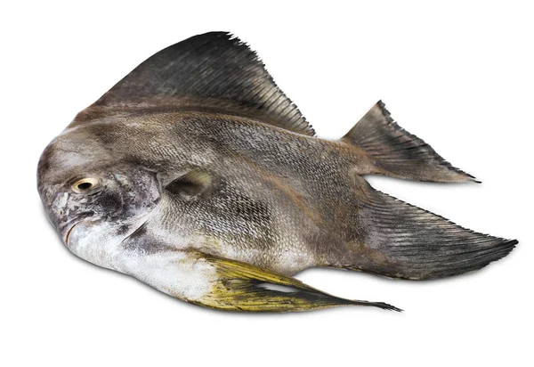 Плоская Черная Рыба Белом Фоне — стоковое фото