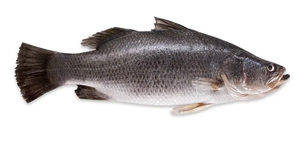 Fresh Seabass Fish Isolated White Background — Stock Photo, Image