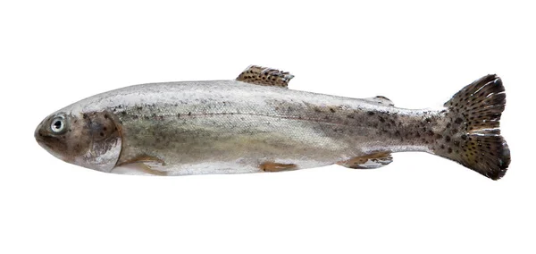 Fresh River Trout Isolate White Background — Stock Photo, Image