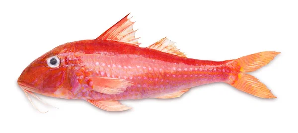 白色背景的新鲜红鱼 — 图库照片