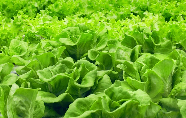 Feuilles Salade Vertes Fraîches Gros Plan Texture Salade — Photo