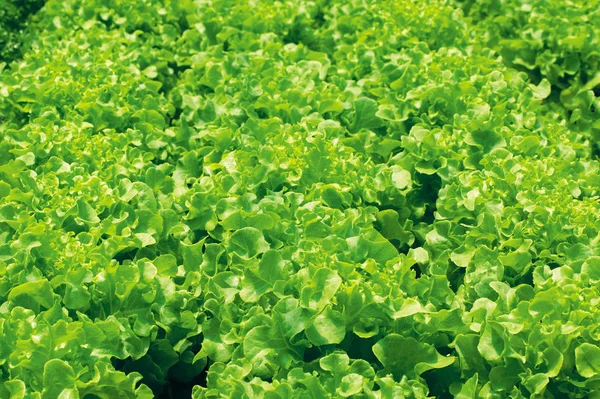 Feuilles Salade Laitue Verte Fraîche Gros Plan Texture Salade — Photo