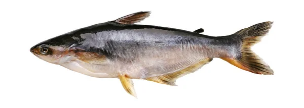バサ魚 — ストック写真
