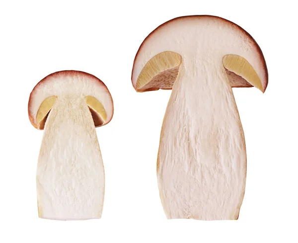 Two mushrooms — Stock Photo, Image