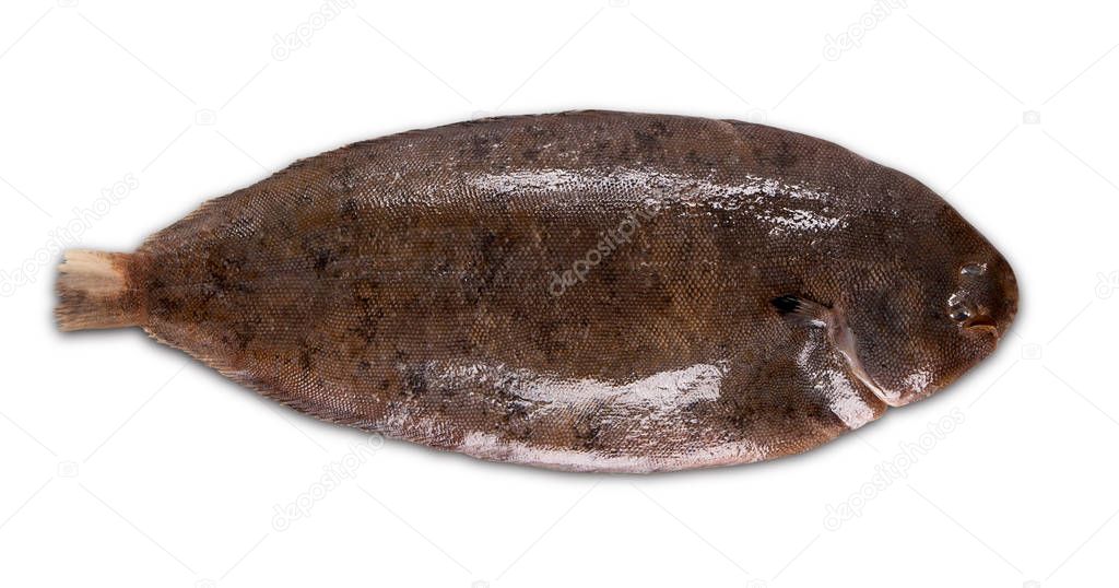 Fresh fish sole on white background