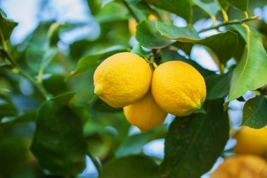 limon