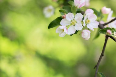 Çiçek açan elma ağacı