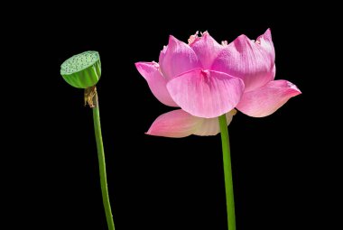 pembe nilüfer çiçeği 