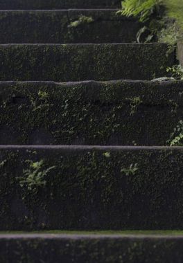 Yosun, makro doku eski ıslak taş basamaklar dolu