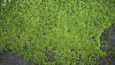 Makro doku arka plan ıslak yosun yakın çekim Üstten Görünüm 