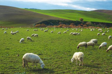 tepe üzerinde koyun
